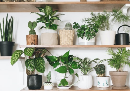 Best Air Purifying Plants to Keep Your Indoor Air Fresh and Clean